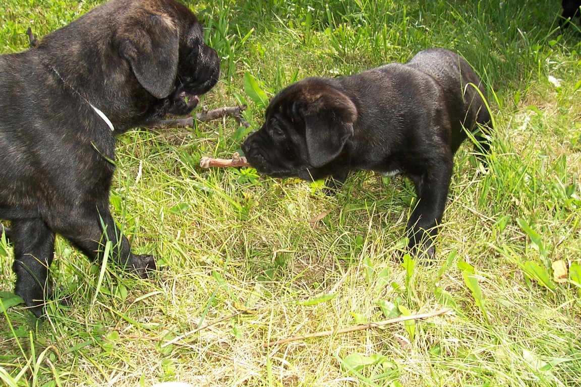 Izzie a brácha