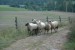 potkali jsme ovečky, kdopak na ně asi štěkal... :o)